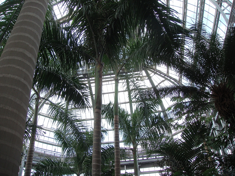 Washington DC [2009 July 04] 083.JPG - Scenes from The United States Botanic Garden